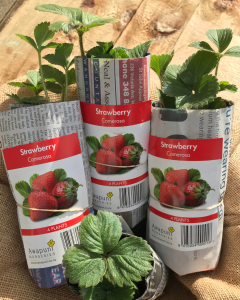 Strawberry Camarosa